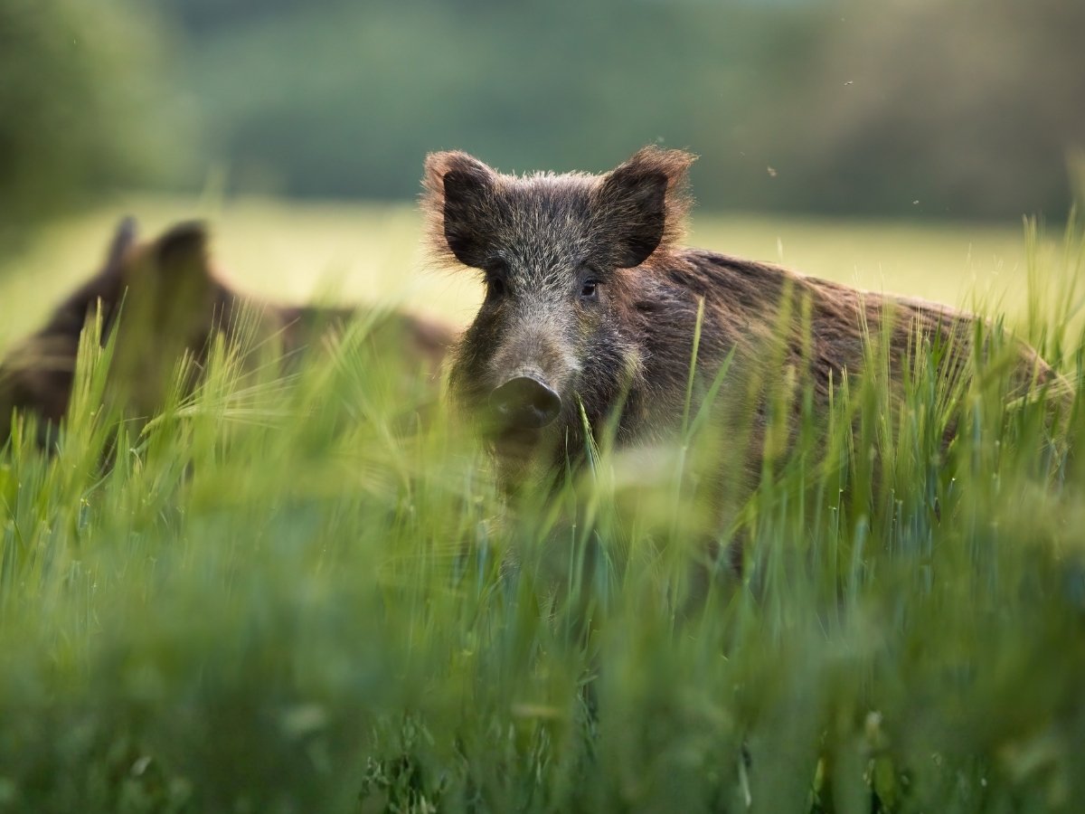 Wildschwein im hohen Weizen