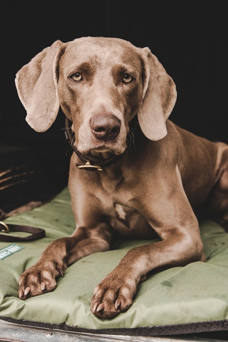 Jagdhund auf einer robusten Ausrüstungsmatte