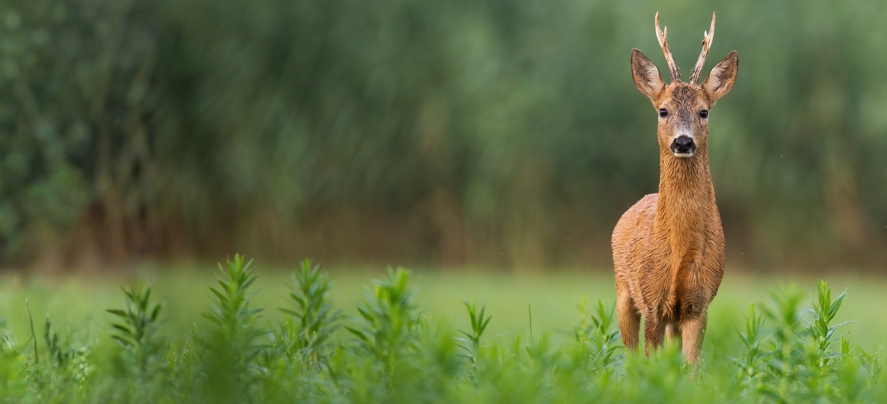 Rehbock auf einer grünen Wiese