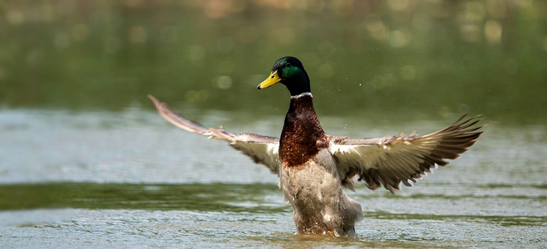 Stockente mit ausgebreiteten Flügeln auf einem Gewässer