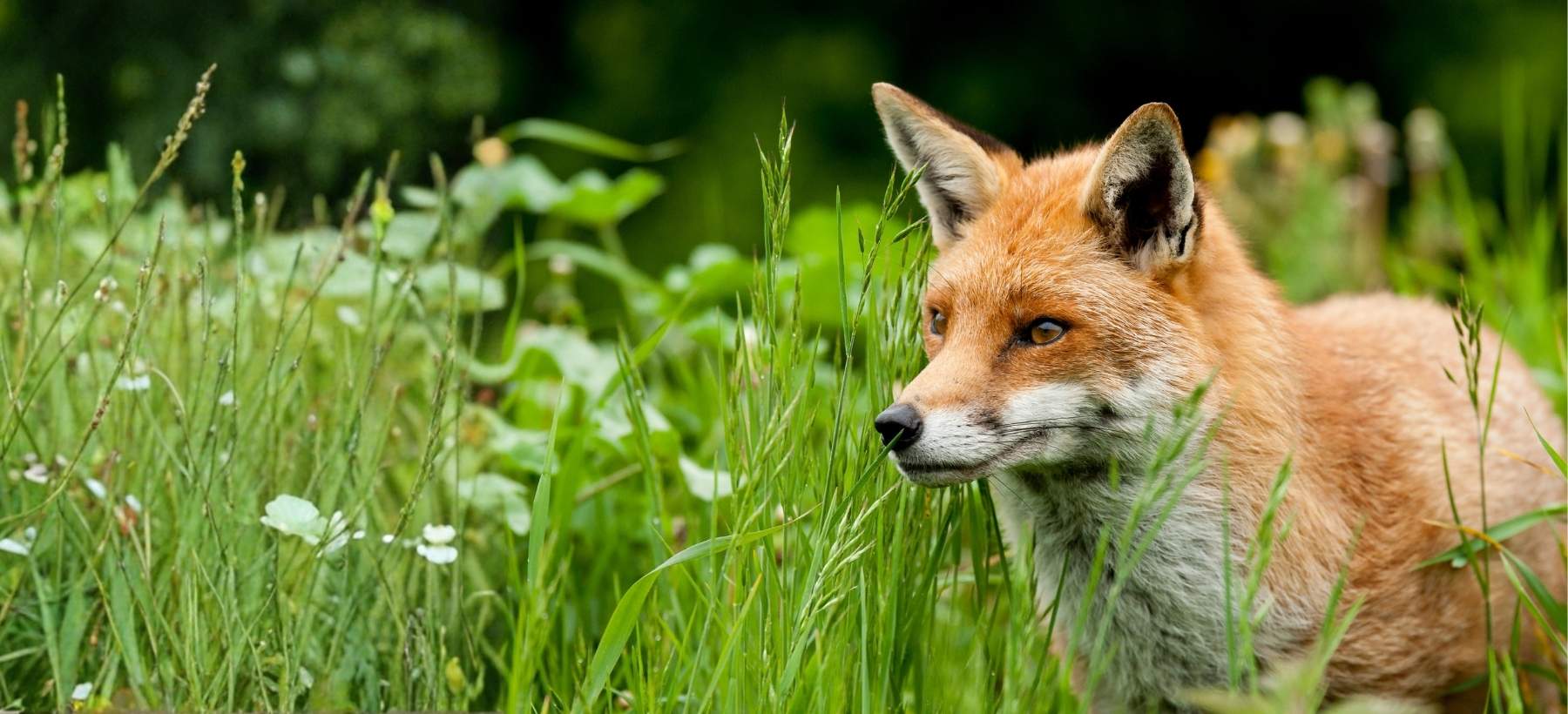 Rotfuchs im hohen grünen Gras